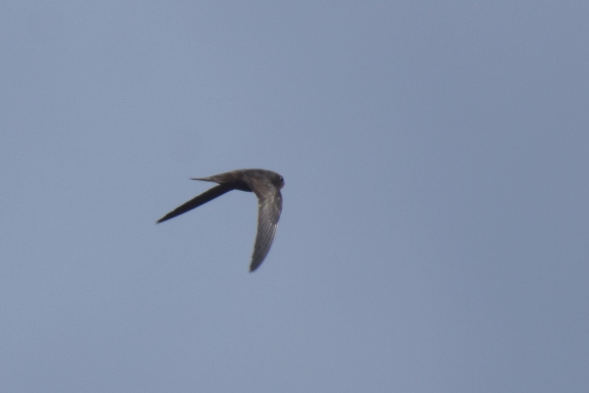 Mottled Swift - ML634039778