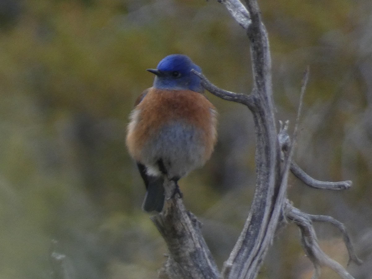Western Bluebird - ML634039808