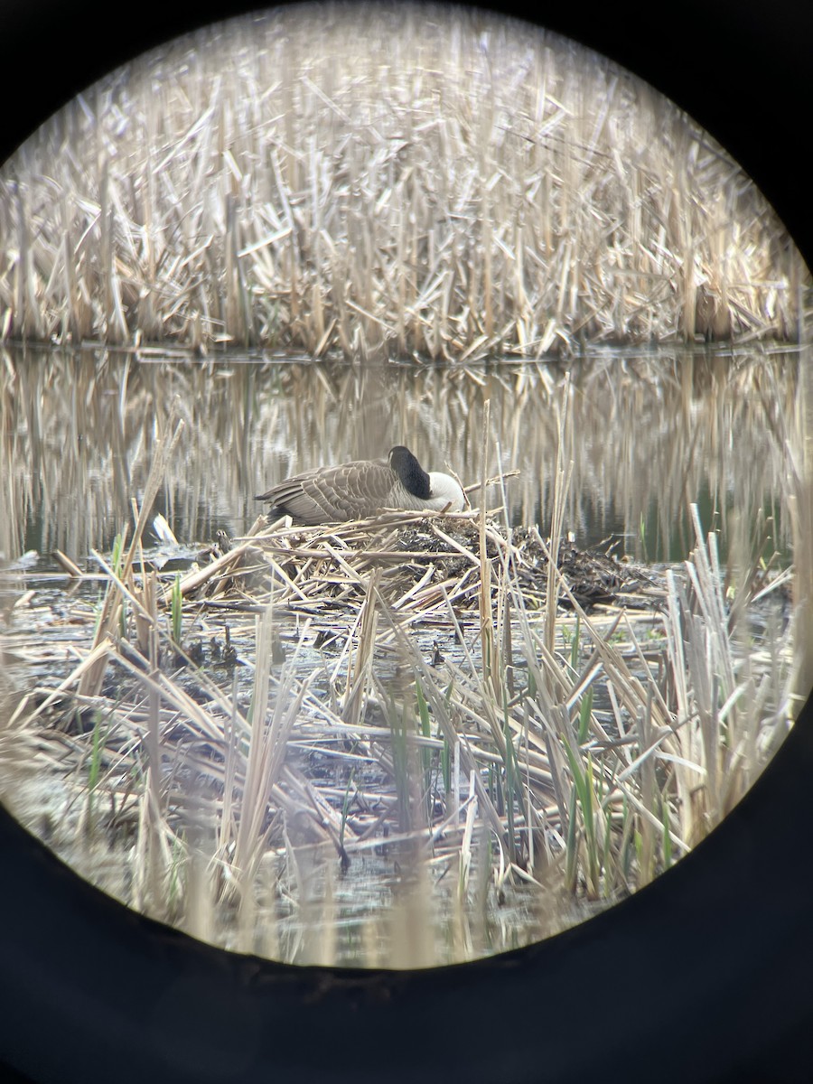 Canada Goose - ML634039884