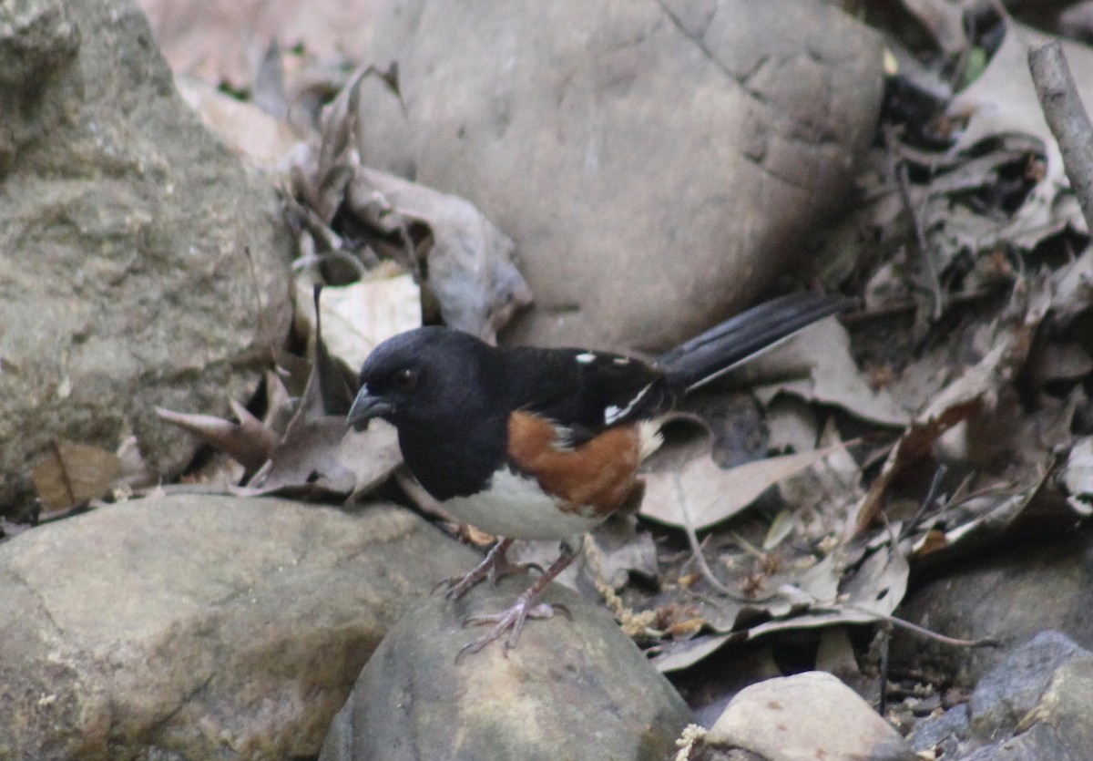 Eastern Towhee - ML634039895