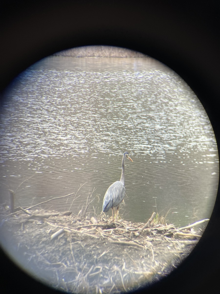 Great Blue Heron - ML634039957