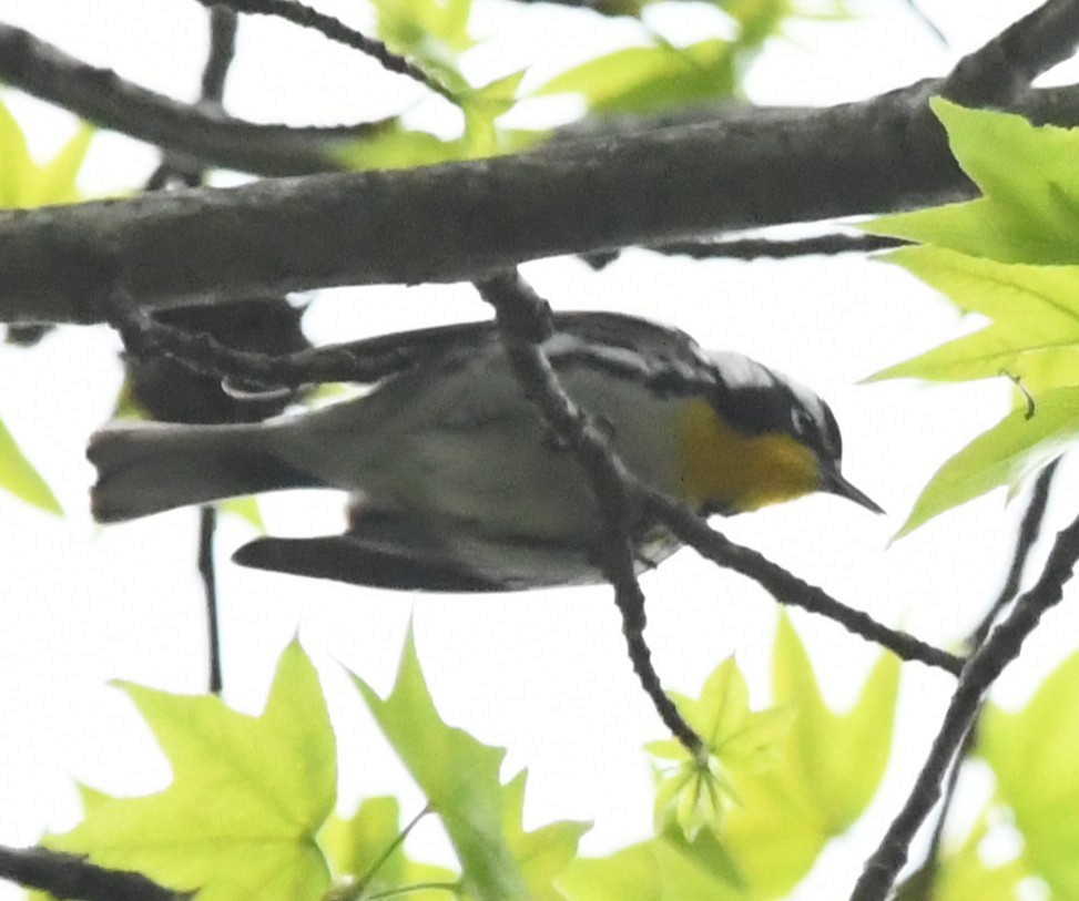 キノドアメリカムシクイ - ML634039997