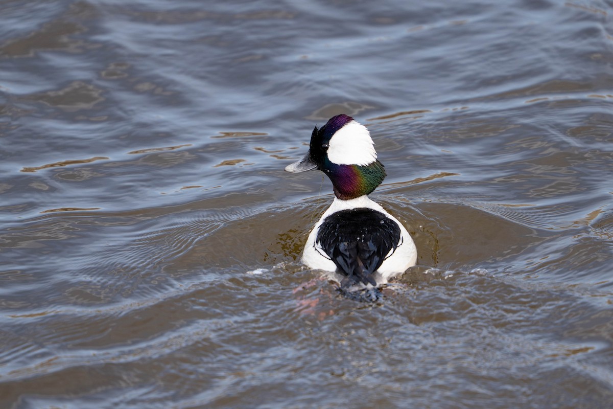 Bufflehead - ML634040014
