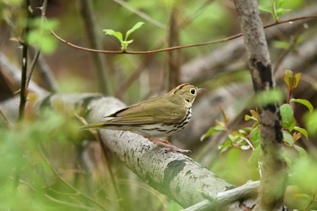 カマドムシクイ - ML634040026