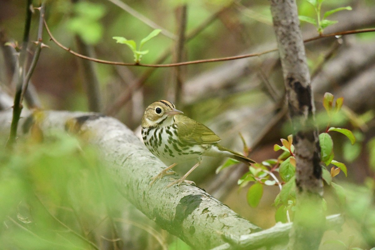 カマドムシクイ - ML634040028