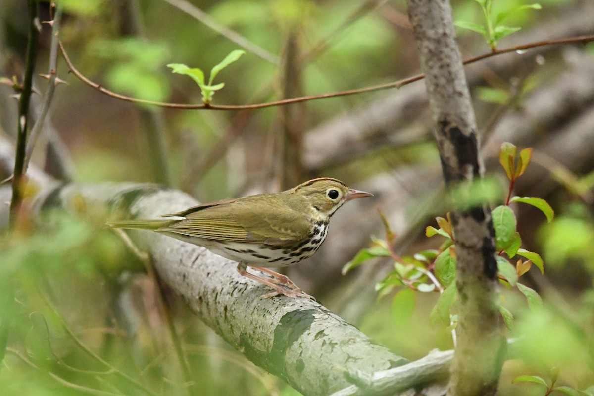 カマドムシクイ - ML634040029