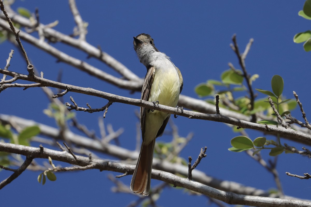 Nutting's/Salvadoran Flycatcher - ML634040159
