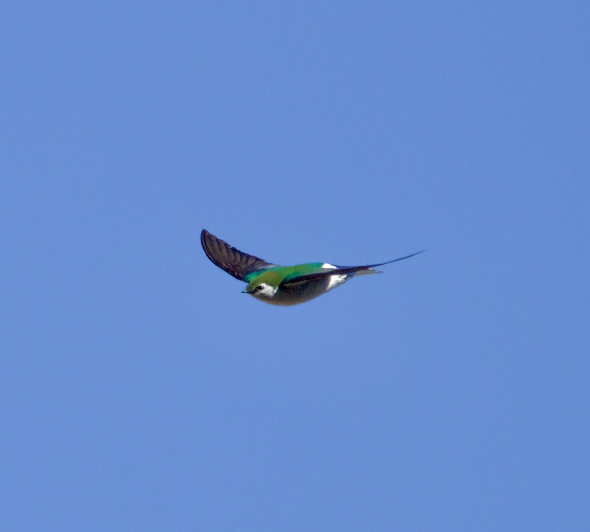 Violet-green Swallow - ML634040197