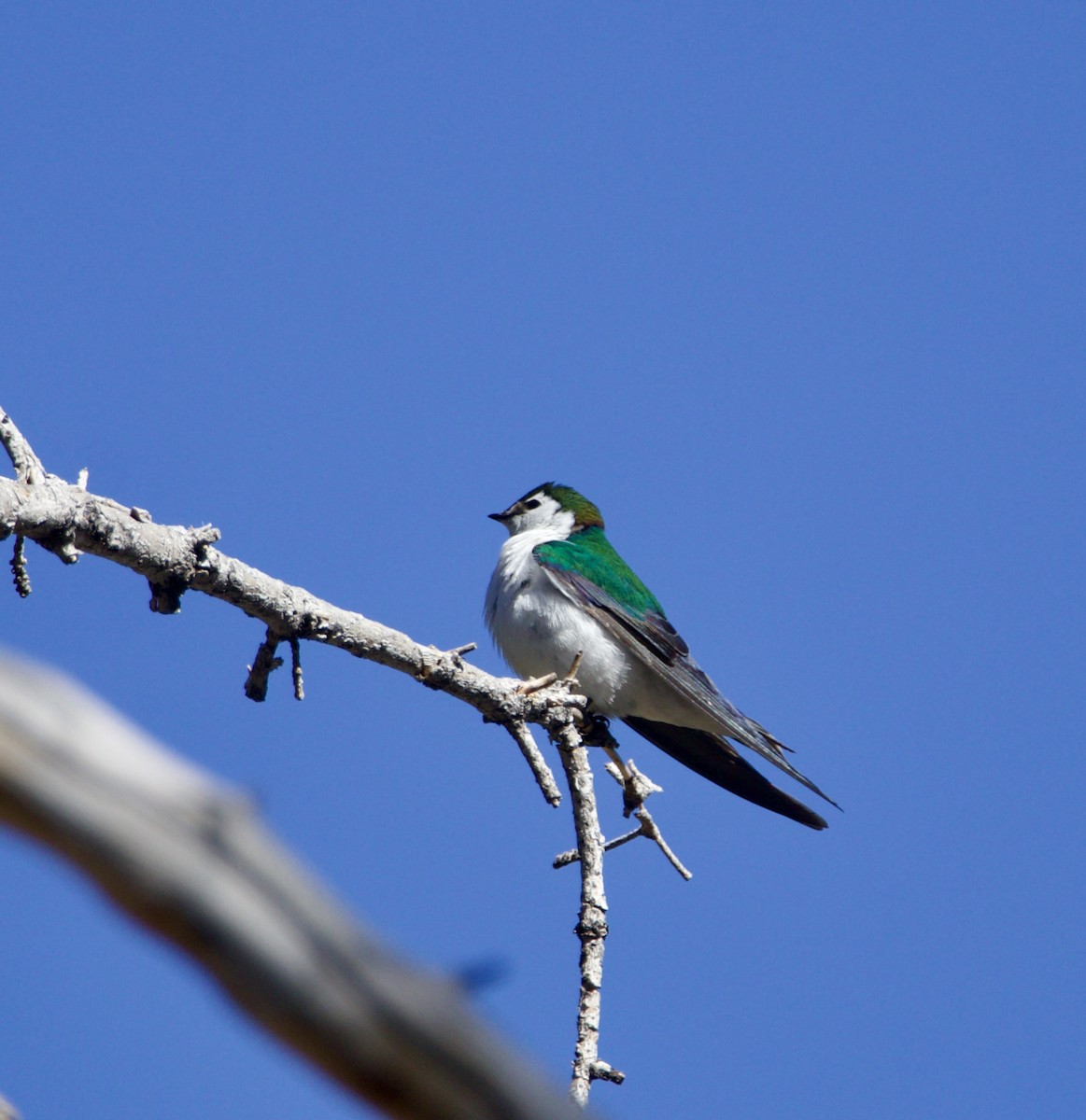 Violet-green Swallow - ML634040198