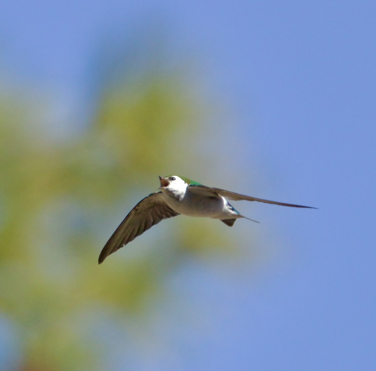 Violet-green Swallow - ML634040199