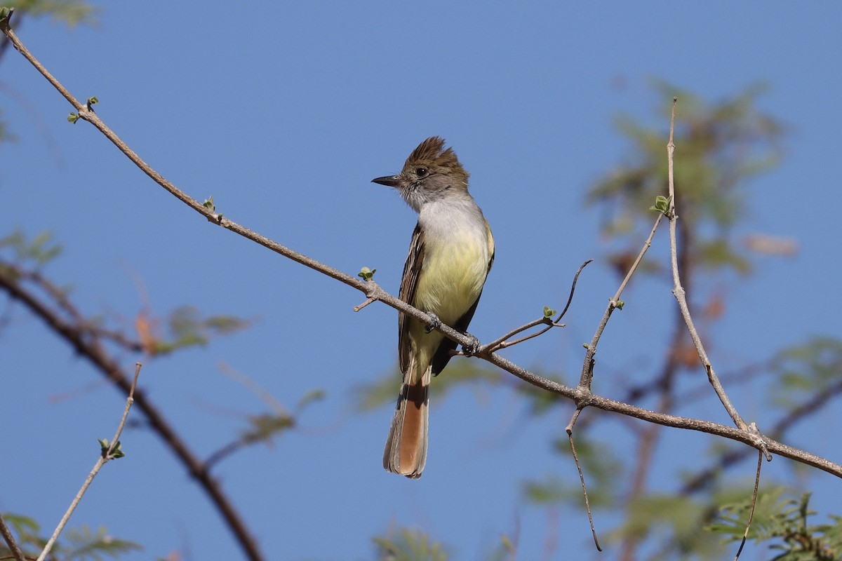 Nutting's/Salvadoran Flycatcher - ML634040200