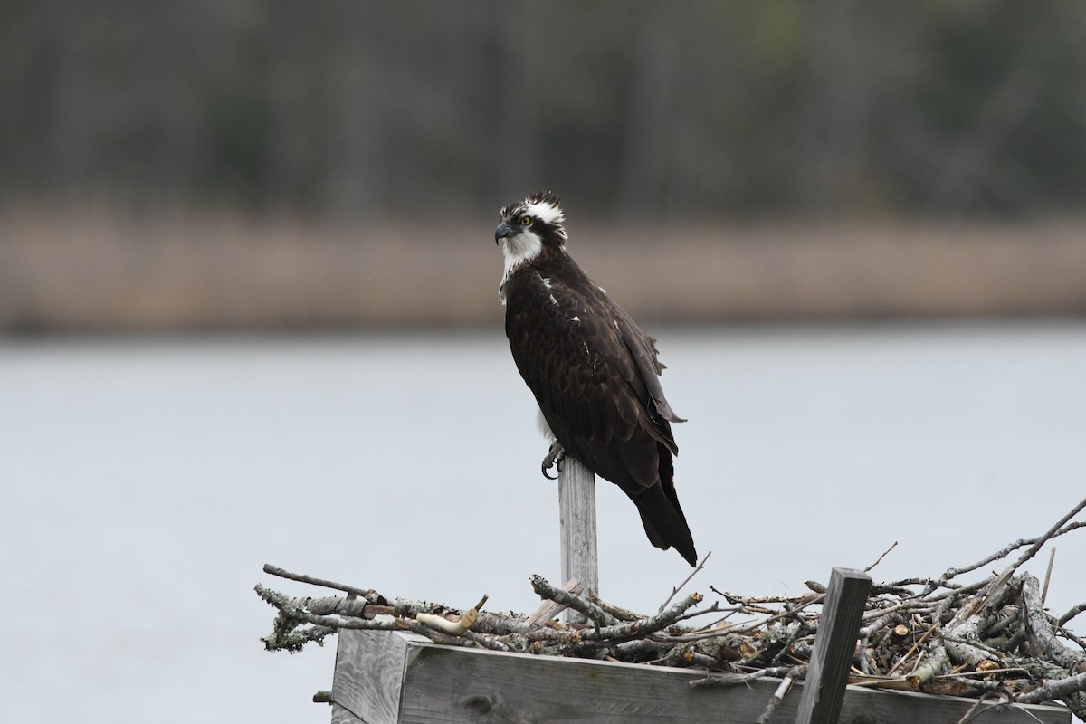 ミサゴ（carolinensis） - ML634040267