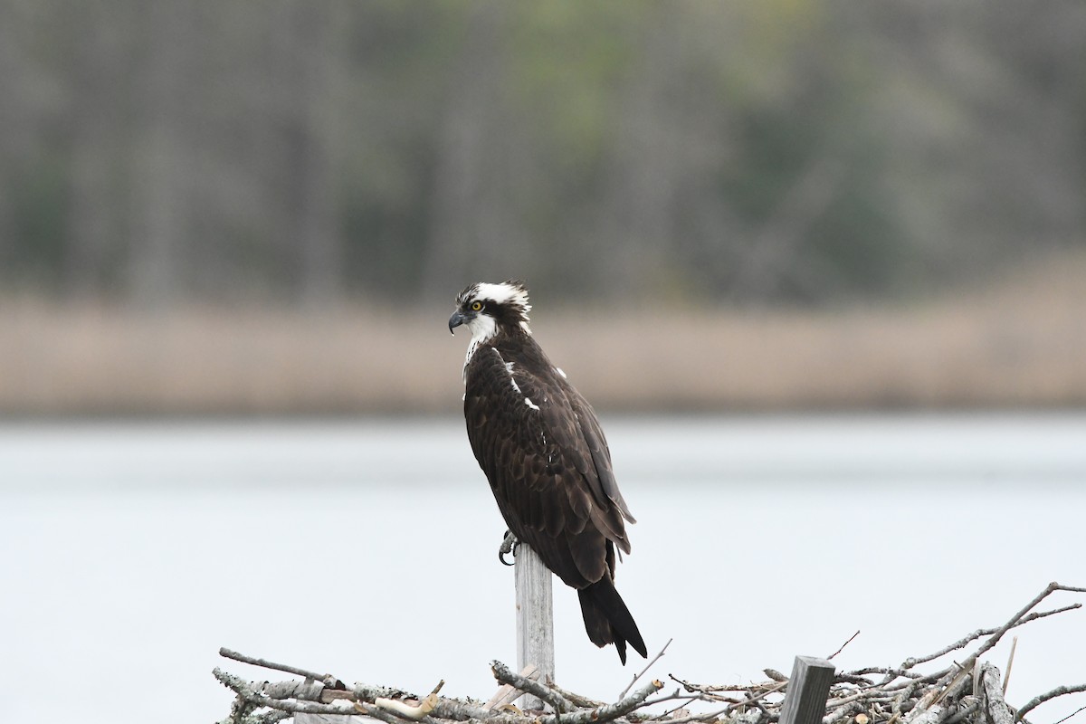 ミサゴ（carolinensis） - ML634040268