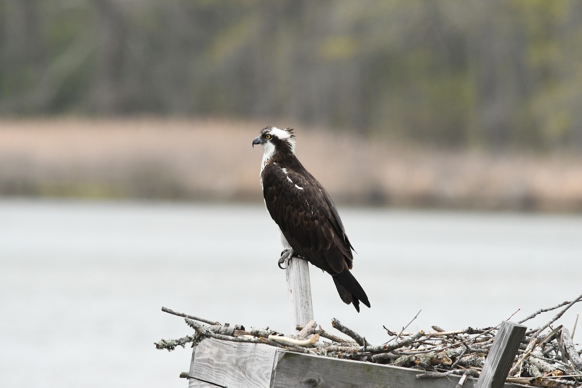 ミサゴ（carolinensis） - ML634040269
