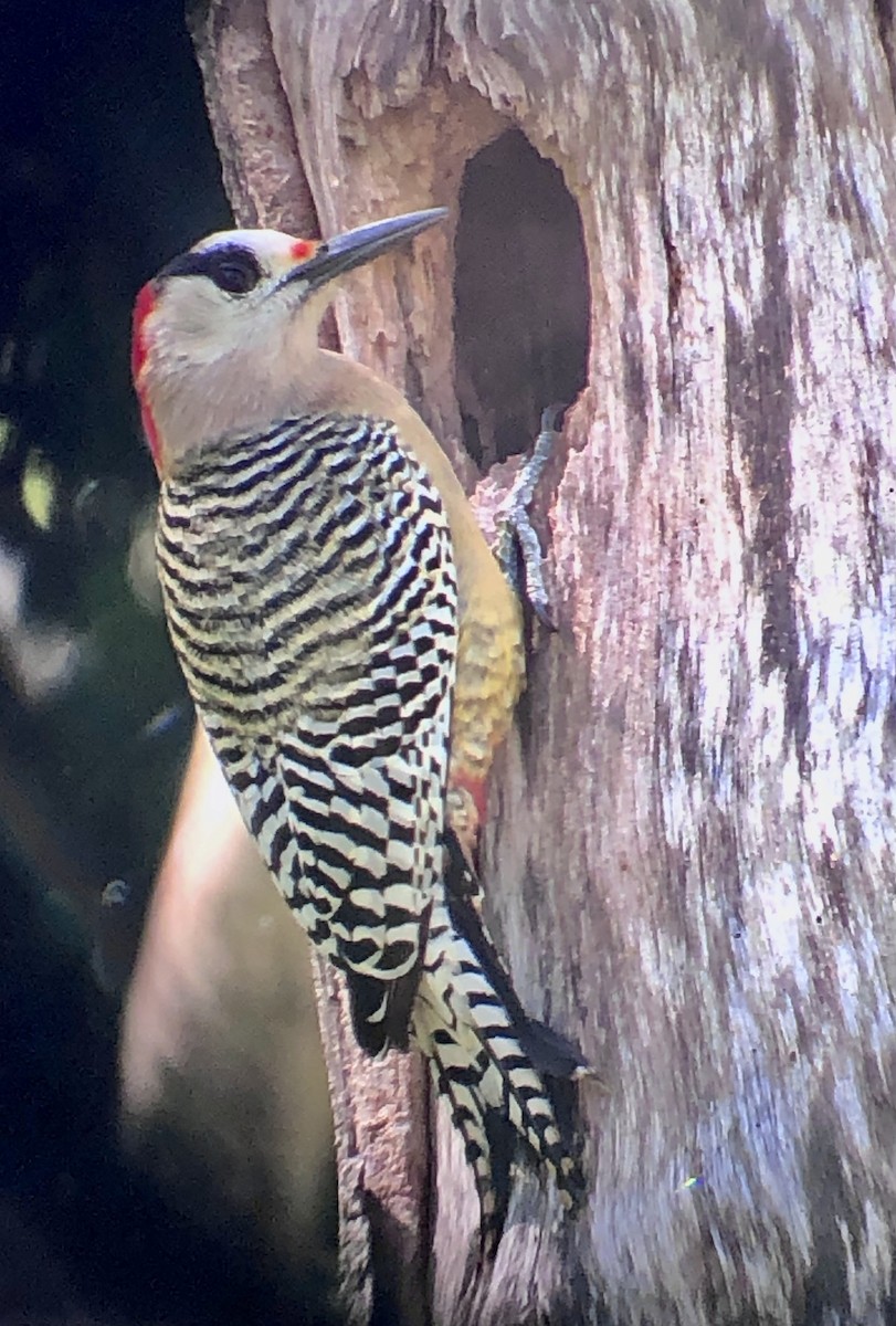 West Indian Woodpecker - ML634040305