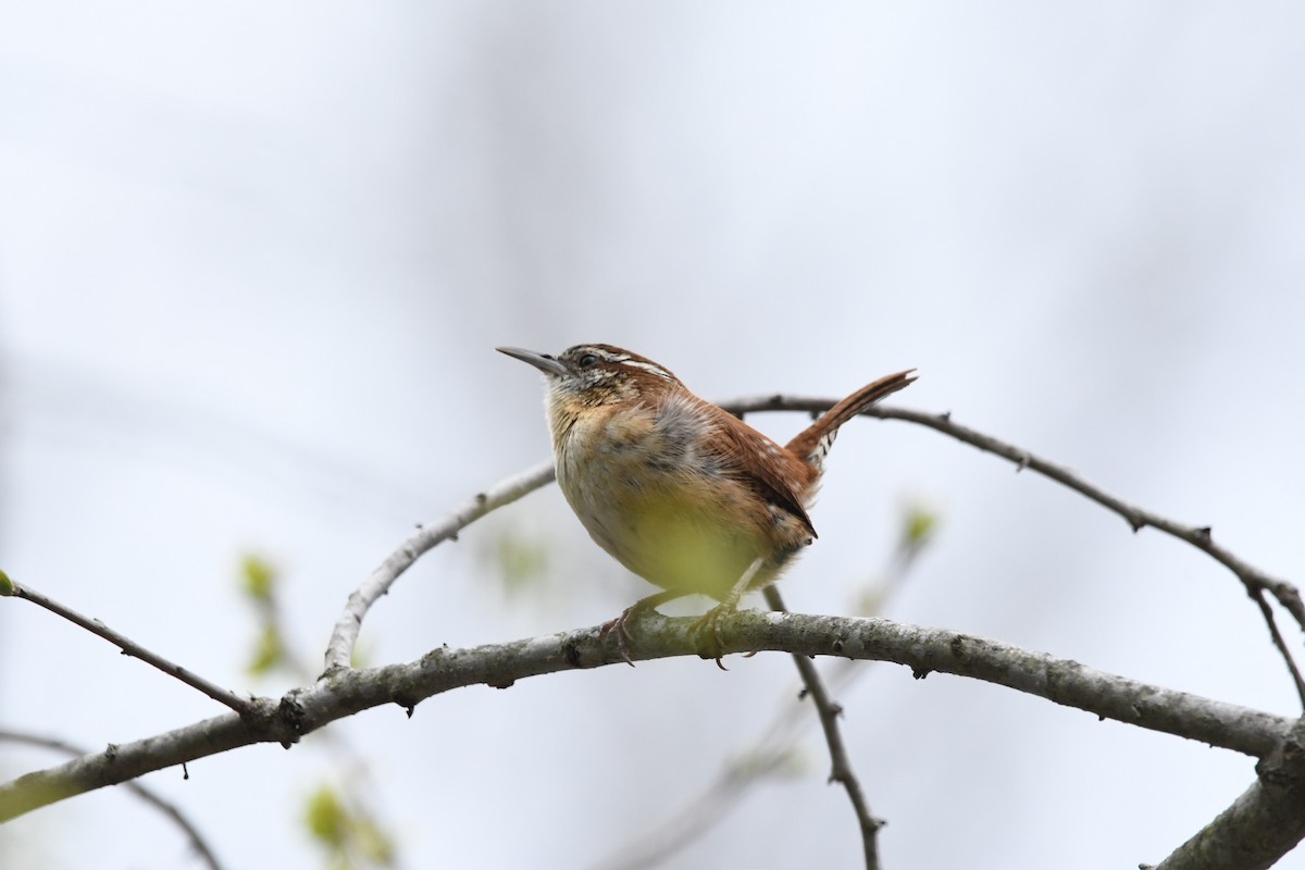 チャバラマユミソサザイ（ludovicianus グループ） - ML634040306