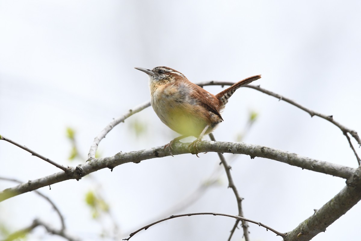 チャバラマユミソサザイ（ludovicianus グループ） - ML634040307