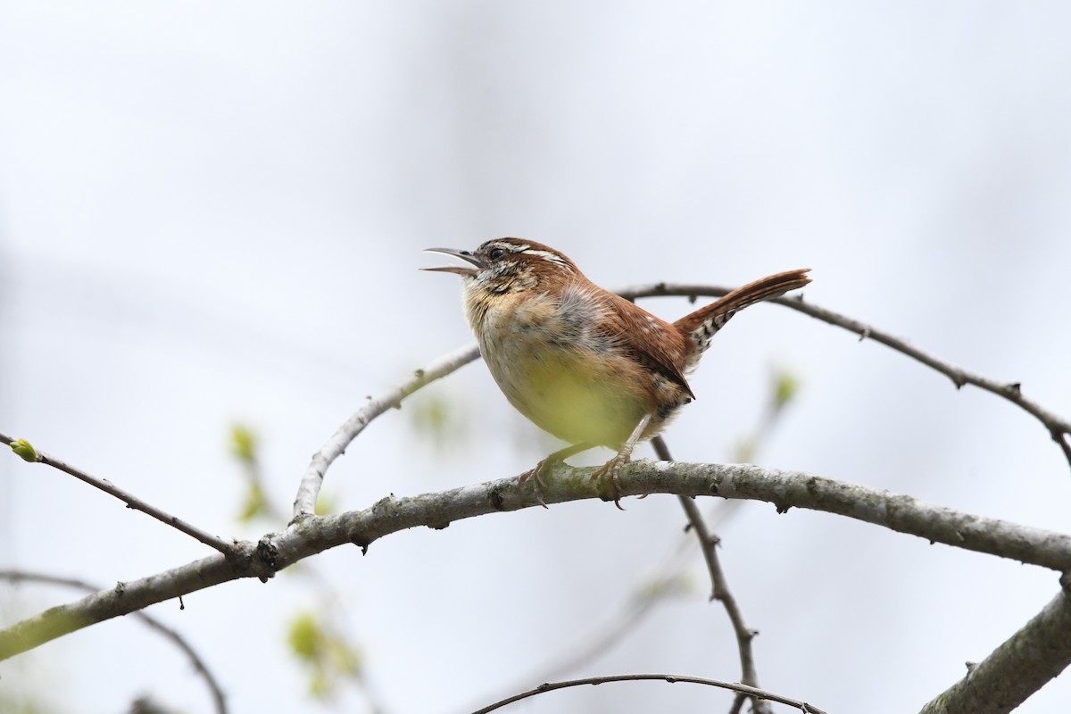 チャバラマユミソサザイ（ludovicianus グループ） - ML634040308