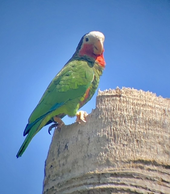 Cuban Amazon (Cuban) - ML634040373