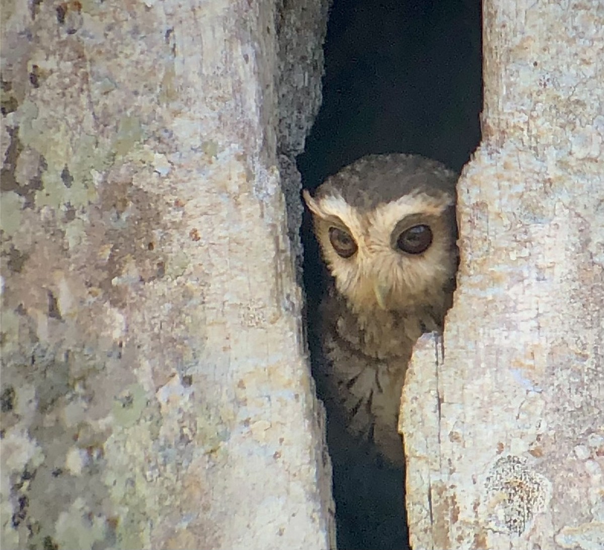 Bare-legged Owl - ML634040480