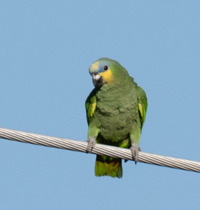 Orange-winged Amazon - ML634040549