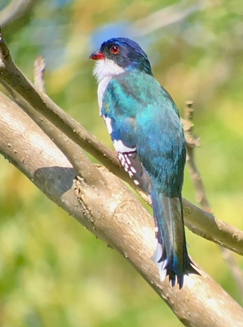 Cuban Trogon - ML634040554