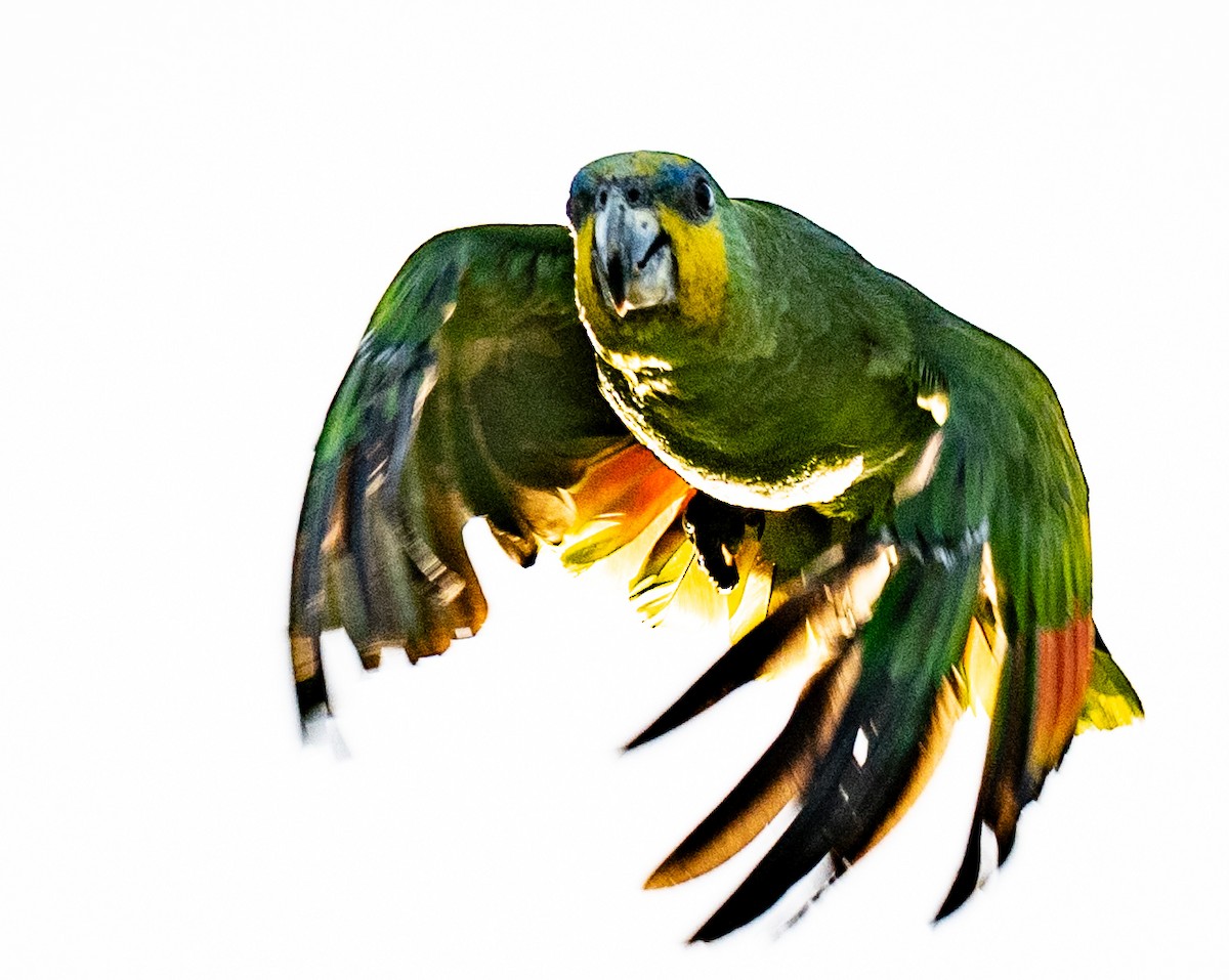 Orange-winged Amazon - ML634040577