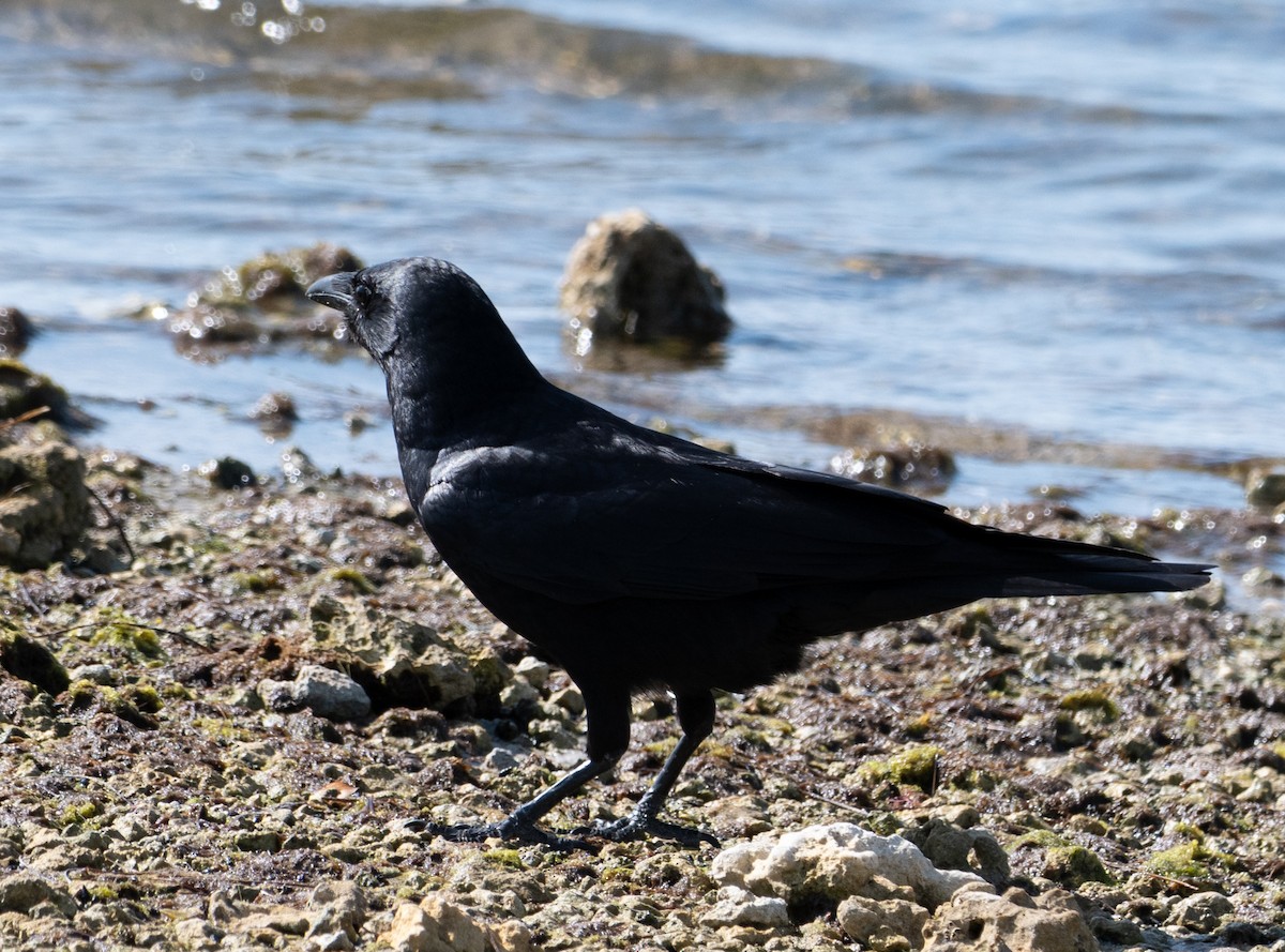 Fish Crow - ML634040595