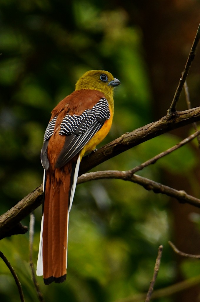 Orangebauchtrogon - ML634040670