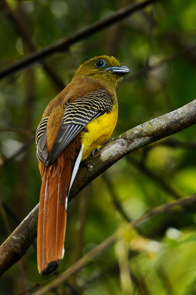 Orangebauchtrogon - ML634040671