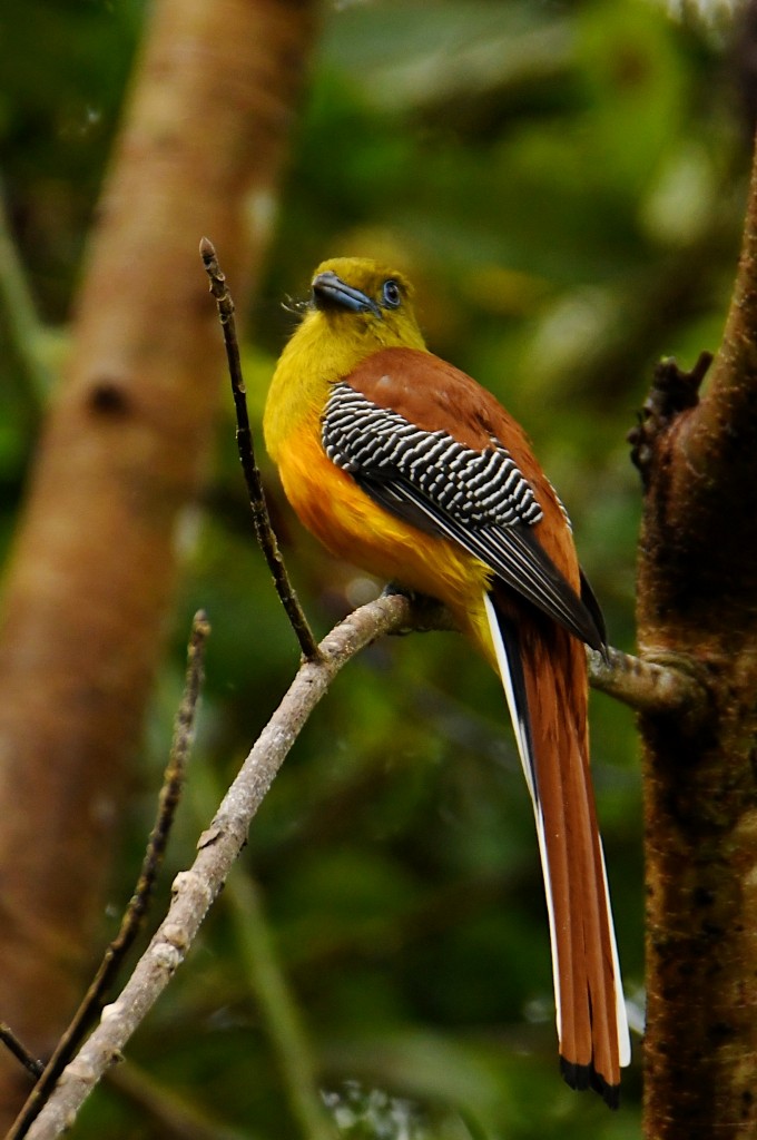 Orangebauchtrogon - ML634040672