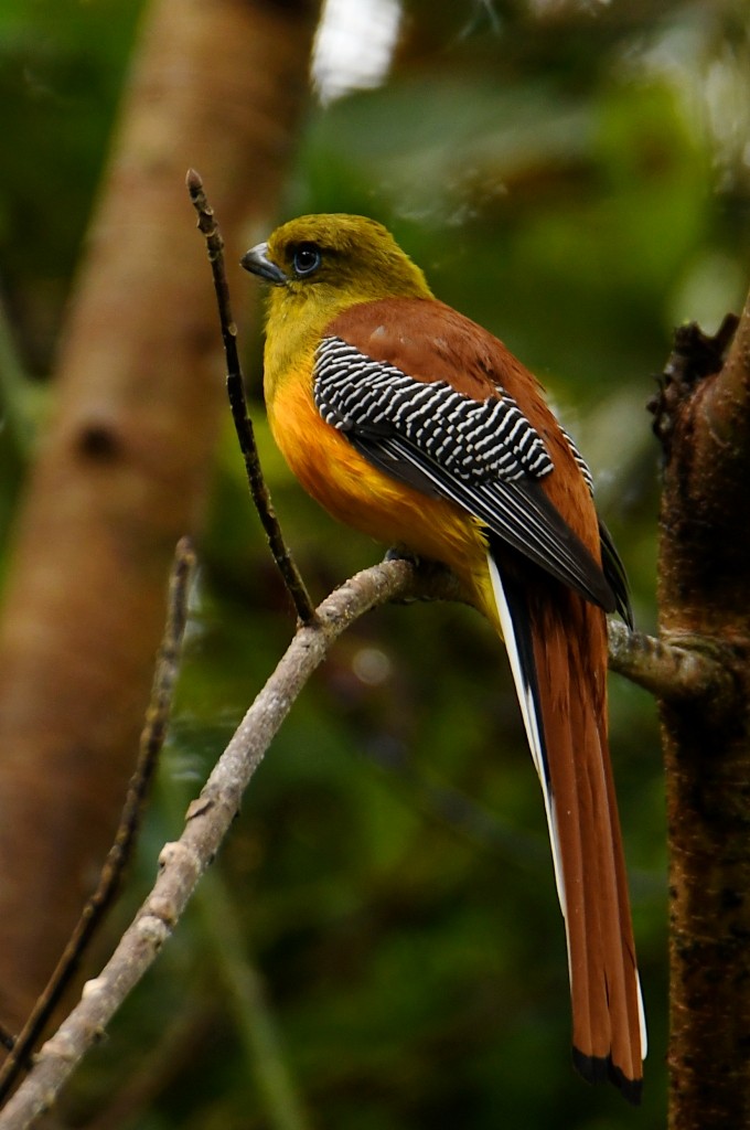Orangebauchtrogon - ML634040673