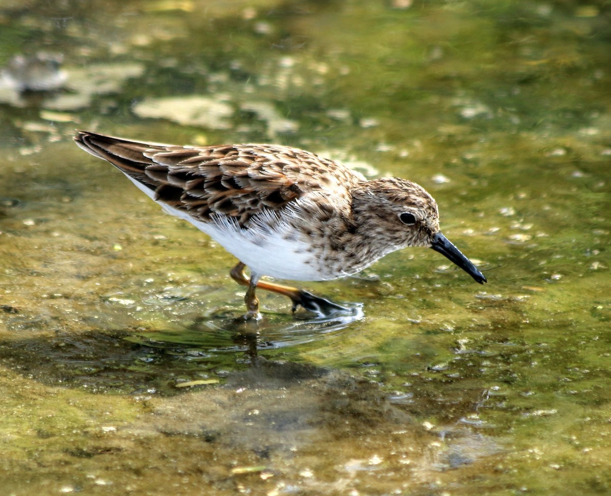 Least Sandpiper - ML634040811