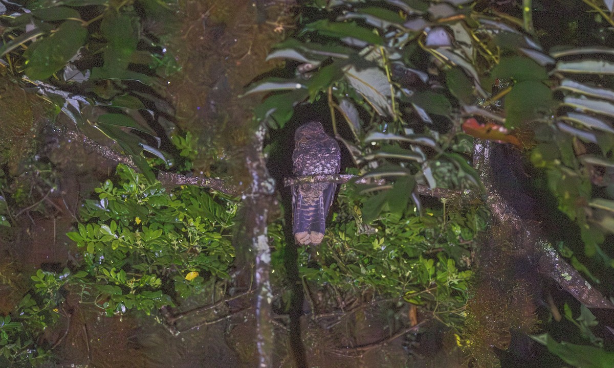 Dusky Nightjar - ML634040995