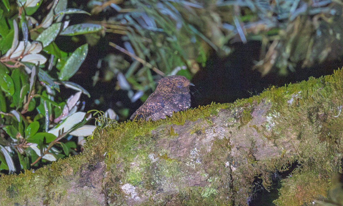 Dusky Nightjar - ML634040996