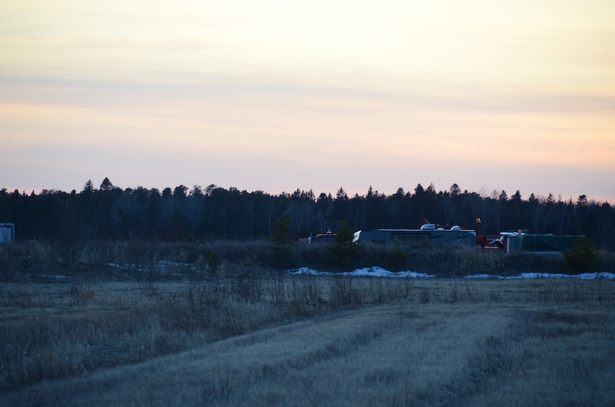 Short-eared Owl - ML634041176