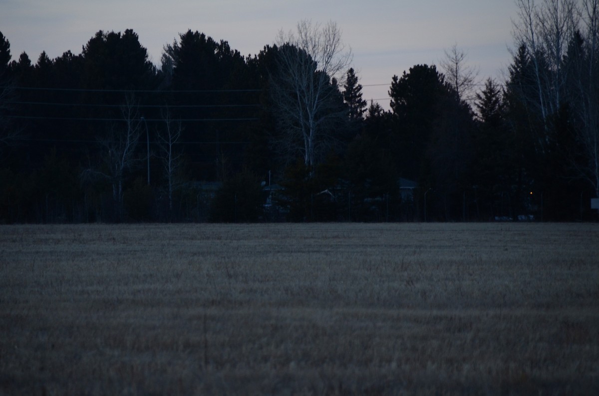 Short-eared Owl - ML634041177