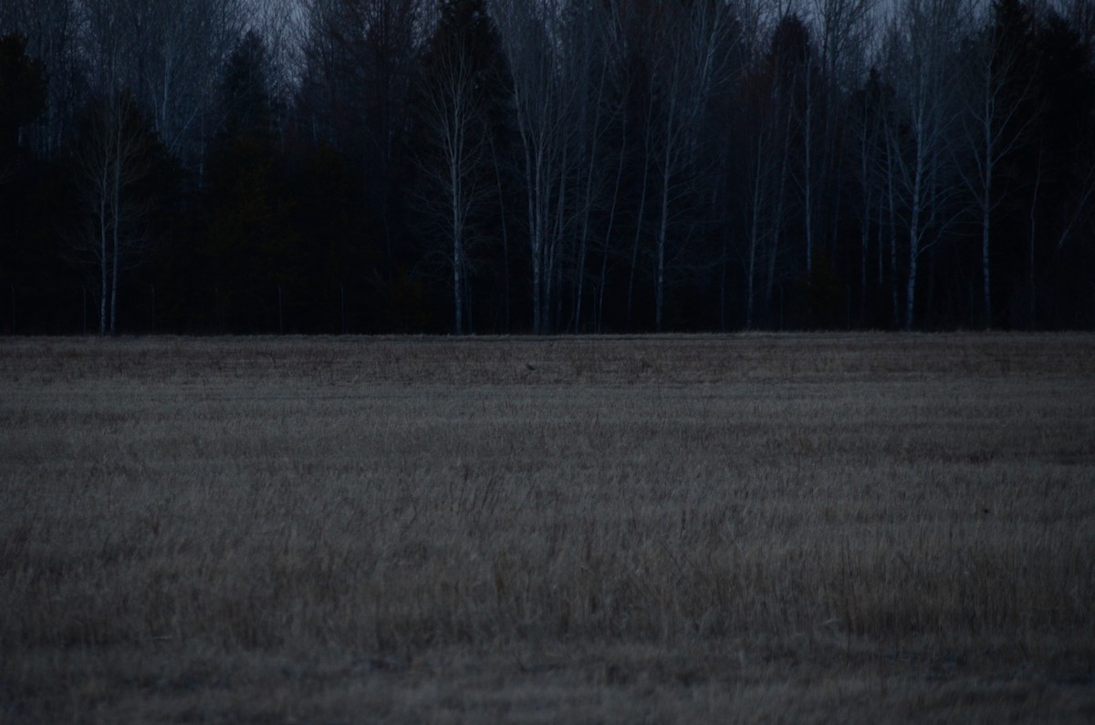 Short-eared Owl - ML634041178