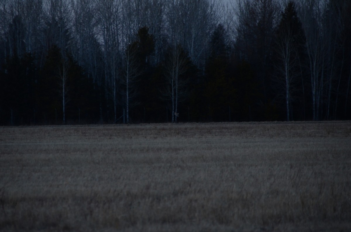 Short-eared Owl - ML634041179