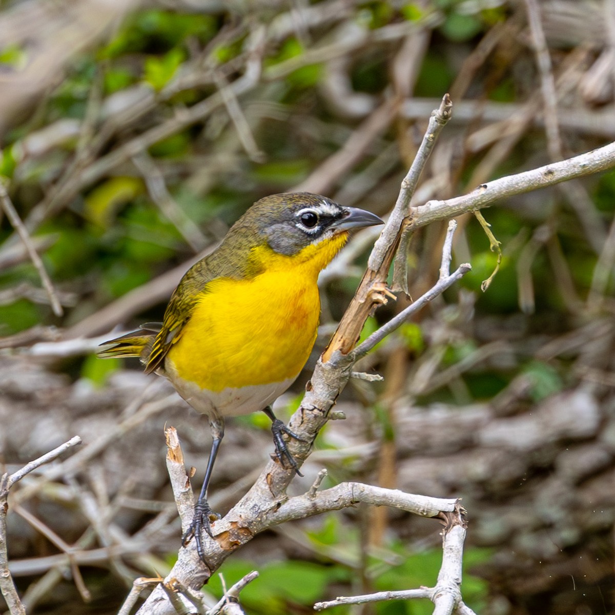Yellow-breasted Chat - ML634041193
