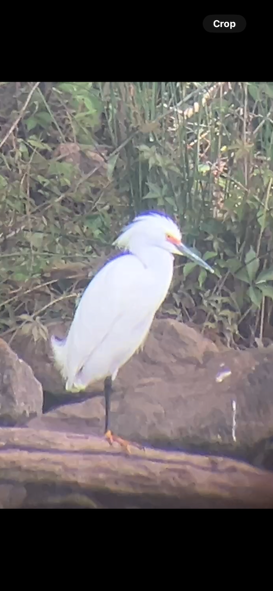 Snowy Egret - ML634041232