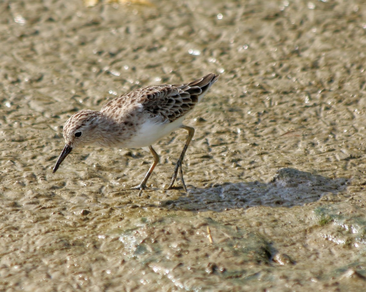 Least Sandpiper - ML634041303