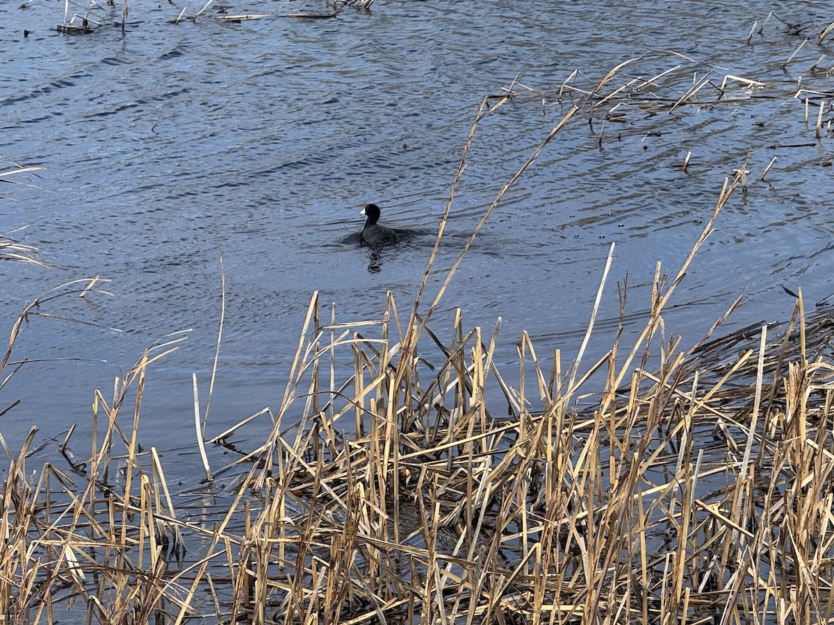 American Coot - ML634041420