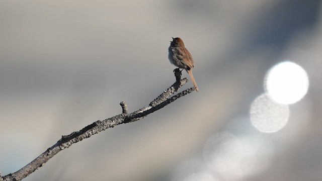 Rufous-crowned Sparrow - ML634041451