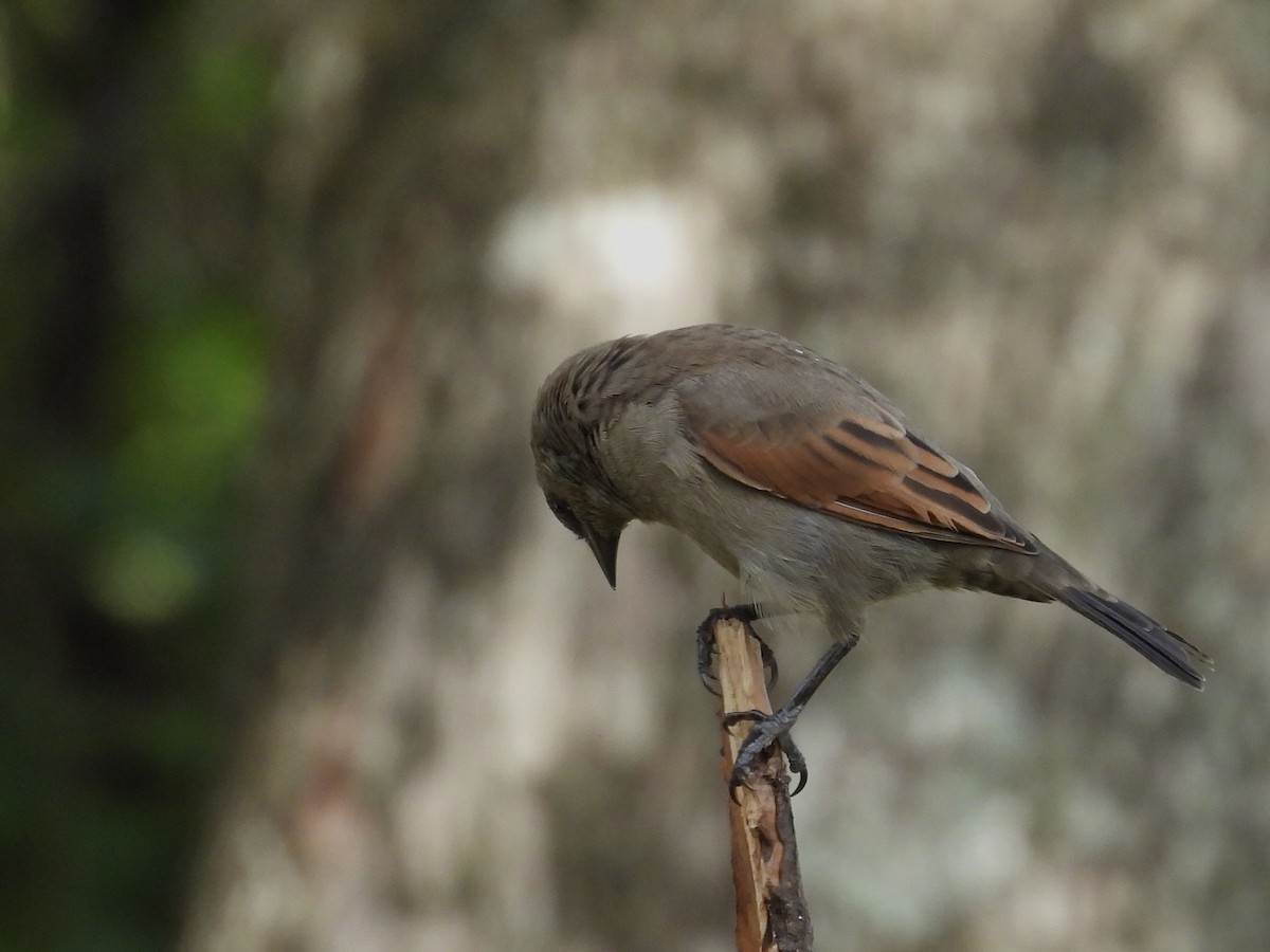 Grayish Baywing - ML634041625
