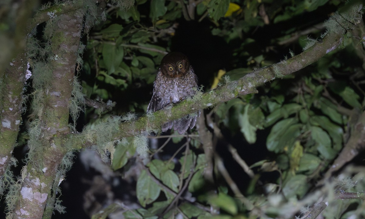Bare-shanked Screech-Owl - ML634041719