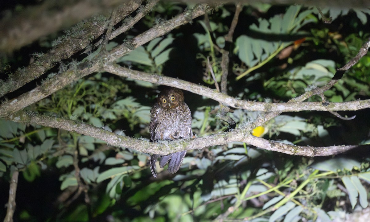 Bare-shanked Screech-Owl - ML634041720