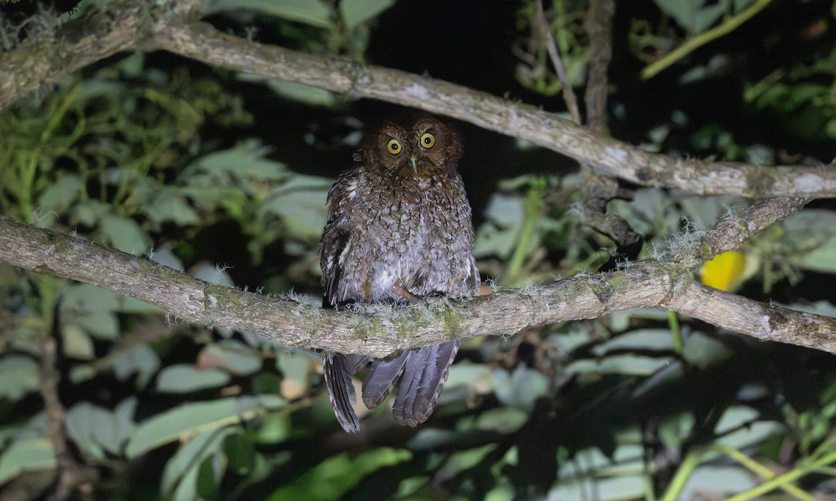 Bare-shanked Screech-Owl - ML634041721