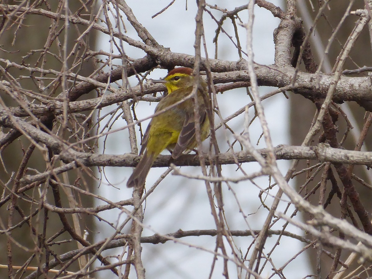 Palm Warbler - ML634041794