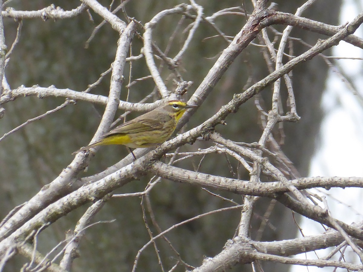 Palm Warbler - ML634041805